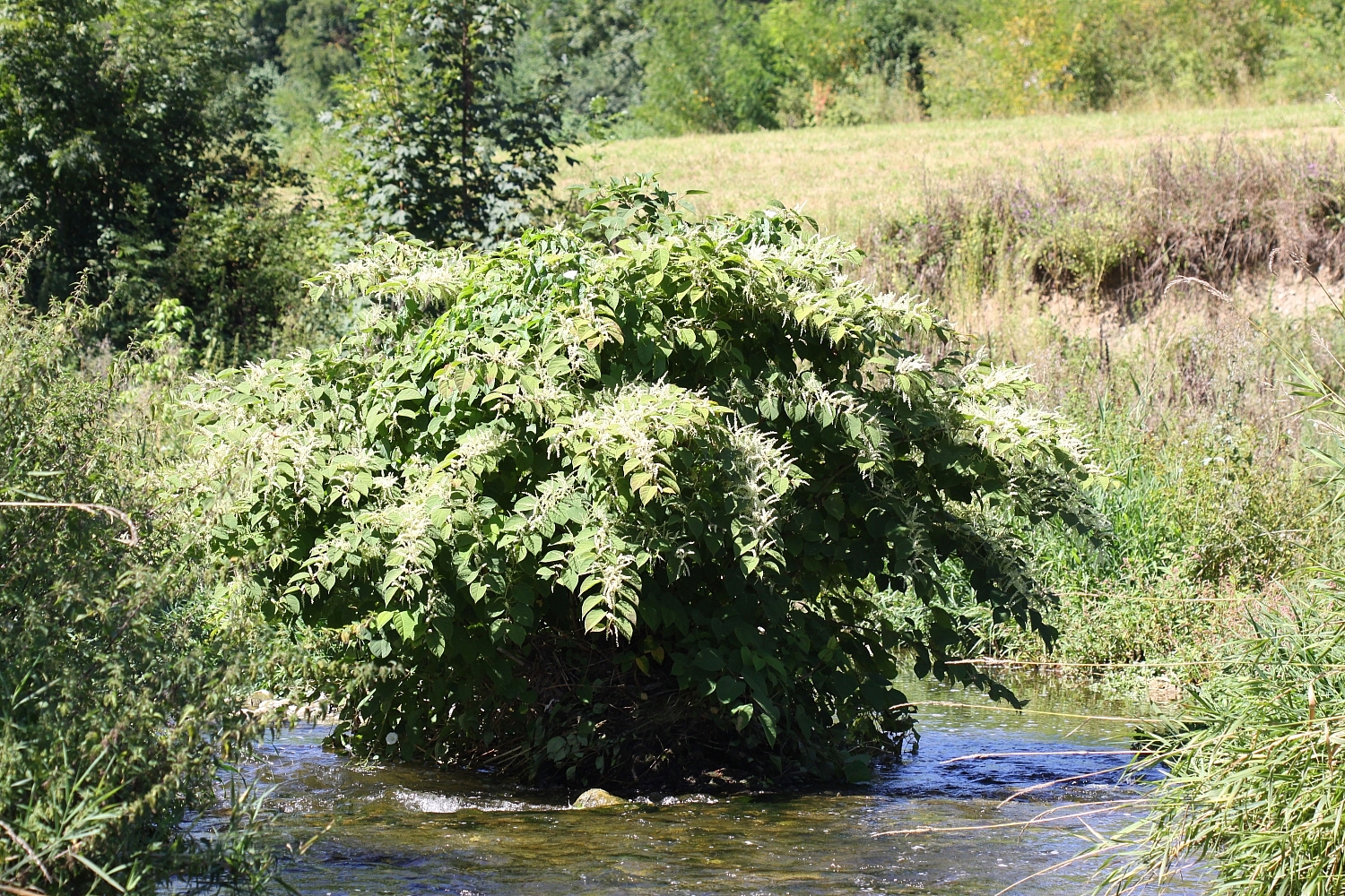 Japanischer Staudenknöterich Naturaqua